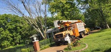 Logo for Soto's Tree Service