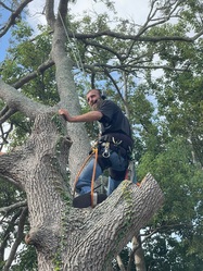 Everything Green Tree Service logo