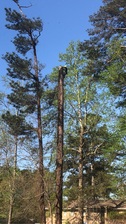 3Climbers Tree Service, LLC logo