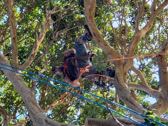 Pacific Tech Tree Experts, LLC logo