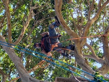 Avatar for Pacific Tech Tree Experts, LLC