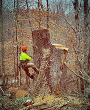 Logo for Panama Tree Service