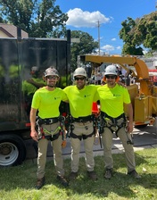 Logo for Palasz Tree Service
