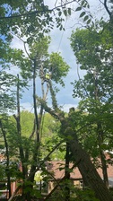 M and S Tree Care logo