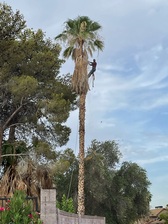 Logo for Duranchi Tree Service