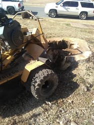 T's Stump Removal & Tree Service logo