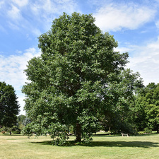Two Brothers Landscaping And Tree Service, LLC logo