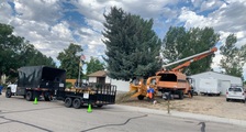Apex Tree Service, LLC logo