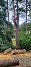 Avatar for Tree Climber of VA & Landscaping