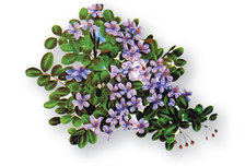 Avatar for Lignum Vitae Landscaping & Irrigation