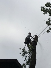 Richter's Tree Service, LLC logo