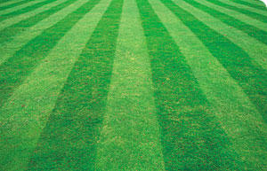 Williams Landscaping logo