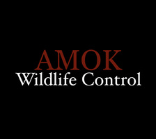 Avatar for AMOK Wildlife Control
