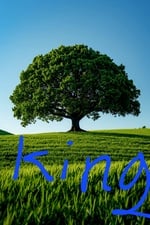 Avatar for The Arbor King Tree Services