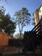 Golden Oaks Tree Services, Inc. logo