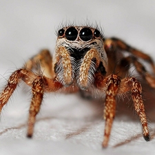 Avatar for Oasis Pest Control - Home Facebook