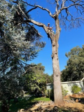 Barker Tree Service logo