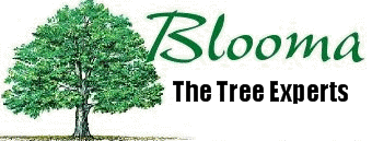 Blooma Tree Experts, LLC logo