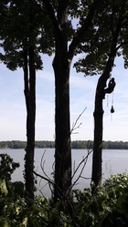 Mann Tree Service logo