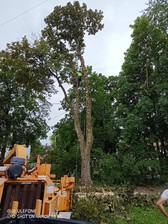 Morris Tree Care logo