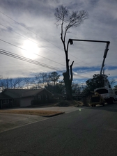 Allison Tree Service and Stump Removal logo
