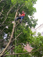 Logo for Tree Care Service, LLC
