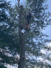 Logo for Chastain Tree Service