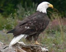 Avatar for Eagle Home Repair - Unlicensed Contractor