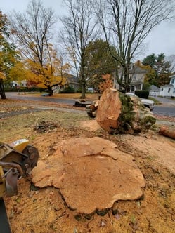 The Beavers S&N Landscaping Tree Services, Inc. logo