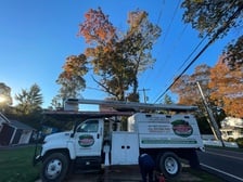 Avatar for AMERICAN PRIDE TREE EXPERTS & LANDSCAPING INC.