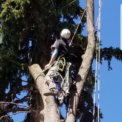 Wildwood Tree Care, LLC logo