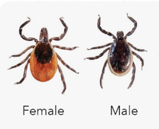 Avatar for Grassy Meadows Lawn Care & Tick Control