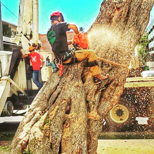 Avatar for Donahue Arborists - Facebook