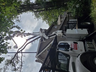 Big Dave's Tree Service logo