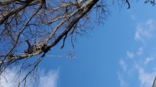 Avatar for A & A Tree Service