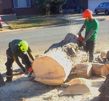 Axe Tree and Landscape logo