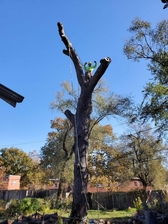 Economy Tree Services, LLC logo