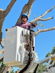 Matt's Tree Trimming & Removal logo