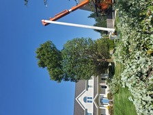 Avatar for White Tree Service