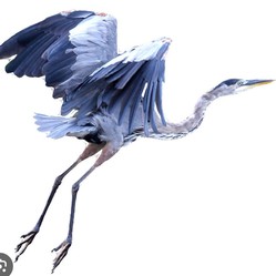 Great Blue Heron LLC logo