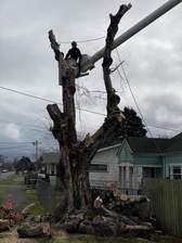 Avatar for Coastal Tree Service