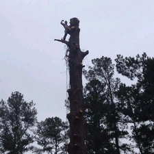 Trim Masters Tree Service logo