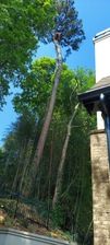 EMY Tree Care, LLC logo