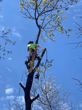 JS Tree and Lawn Service, LLC logo
