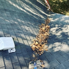 Reviews Testimonials Harmony Pest Management