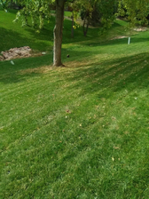 Avatar for A&S Lawn Care and Snow Removal