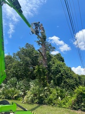 Perez Tree Service logo