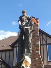 Avatar for Tohill's Tree Service