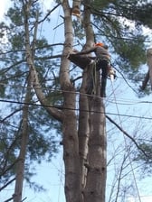 Avatar for Marcony Tree Service - Home Facebook