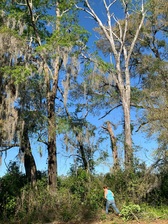 Avatar for A.G.L. Tree Services LLC